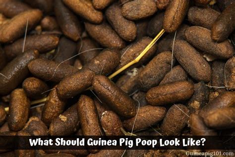 What Should Guinea Pig Poop Look Like? (Normal & Abnormal Poop)