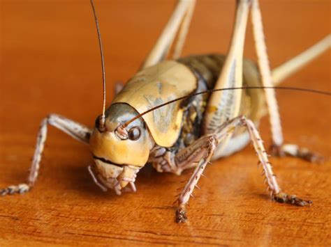 A 'cannibalistic' Mormon cricket infestation has left Nevada residents ...