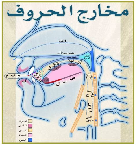 The articulation points of arabic letters | Tajweed rules