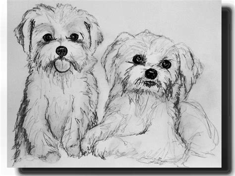 Maltese Dog Sketch at PaintingValley.com | Explore collection of Maltese Dog Sketch