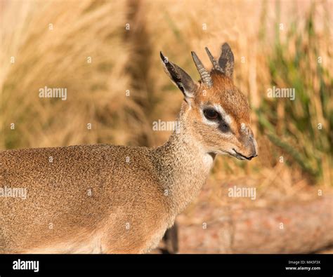 Types Of African Deer