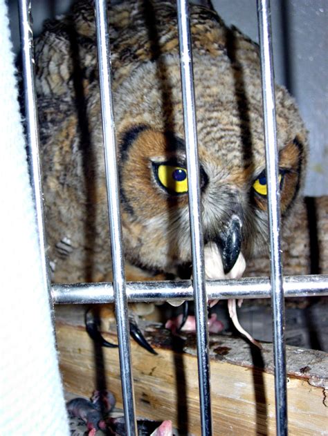 Young Great Horned Owl Feeding by Aniar on DeviantArt