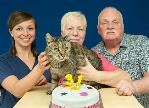 32-year-old Cat Who Found His Humans 27 Years Ago, Left an Incredible ...