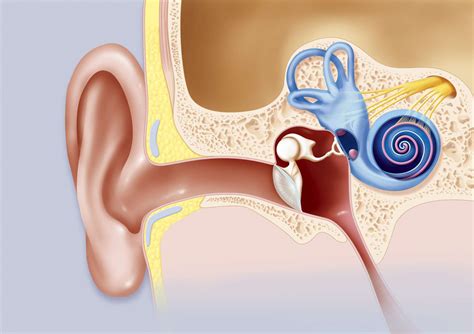 Cochlea: Anatomy, Function, and Treatment