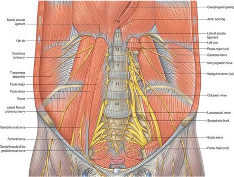 Clipart Of Anterior View Of Abdominal Cavity Skin And Musles Of | My XXX Hot Girl