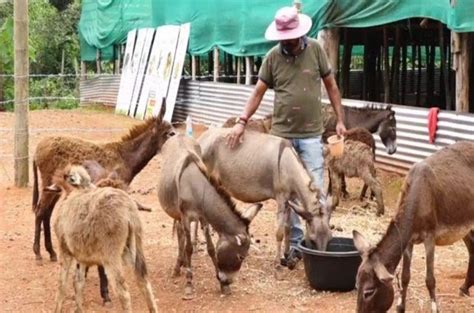 Donkey Milk Farm: सॉफ्टवेयर कंपनी की नौकरी छोड़ ये शख्स बेच रहा है गधी का दूध, अब तक मिले 17 लाख ...