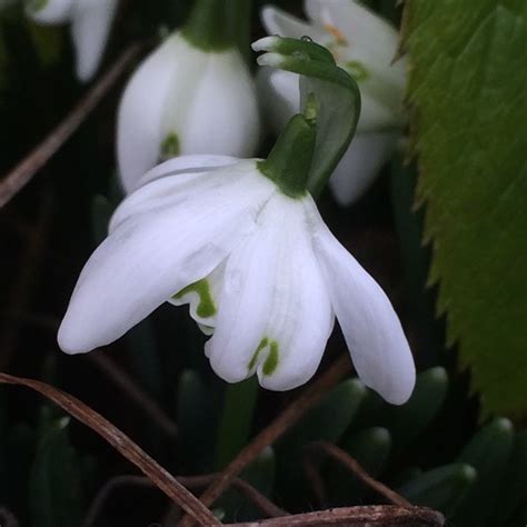 Galanthus nivalis f. pleniflorus 'Flore Pleno', Snowdrop 'Flore Pleno' - uploaded by @tiggrx