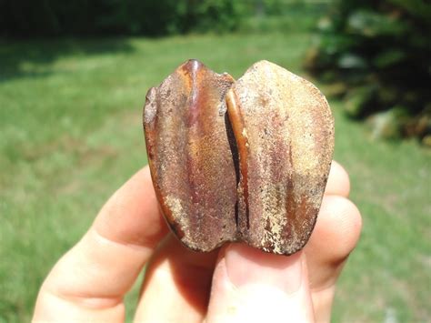 Gorgeous "Tequila Sunrise" Camel Molar | Artiodactyl | FOSSILS | Prehistoric Florida