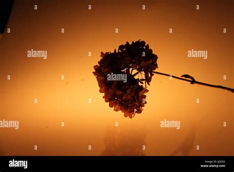 Still life plants on a light background Stock Photo - Alamy