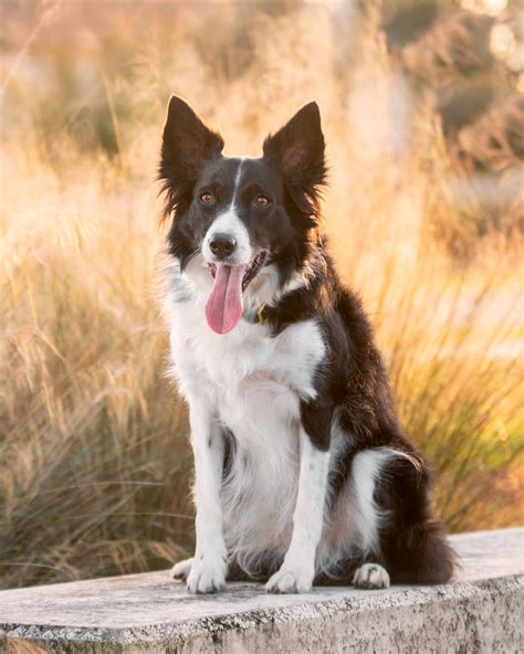 25 Herding Dog Breeds