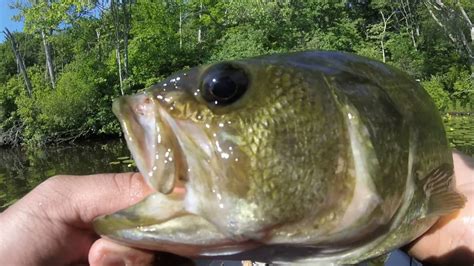 Kayaking & Fishing on Lake Williams, CT - YouTube