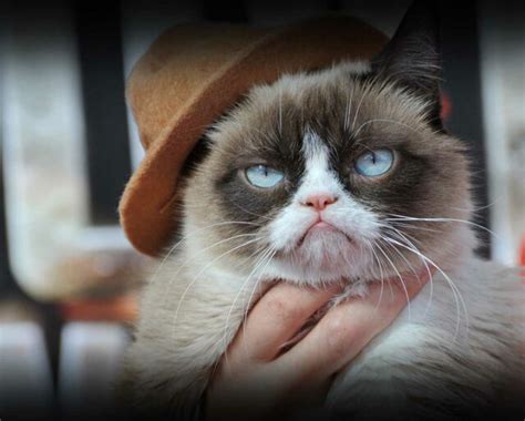 Grumpy Cat - Age, Bio, Birthday, Family, Net Worth | National Today