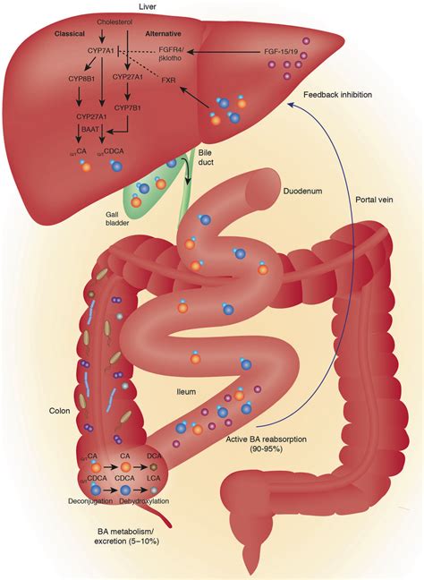 Bile acid biosynthesis and circulation. Primary bile acids (BAs; e.g.,... | Download Scientific ...