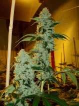 Firestorm (Hammerhead) :: Cannabis Strain Info