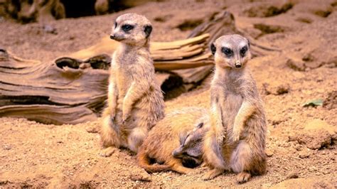 Premium Photo | Meerkat family