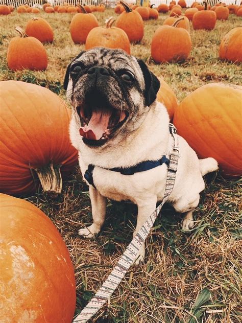 happy fall from my puggy in a pumpkin patch! : r/Fall