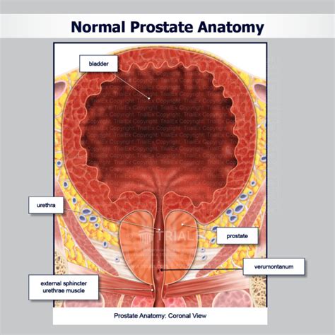 Normal Prostate Anatomy - TrialExhibits Inc.