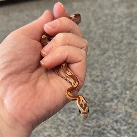 🐍 Hatchling Snakes 🐍 We have... - Ely Aquatics & Reptiles | Facebook