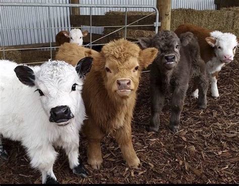 Mini Cows : r/aww