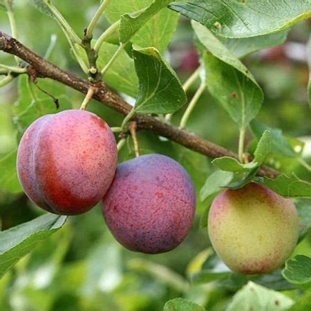 Methley Plum Trees for Sale – FastGrowingTrees.com | Fast growing trees, Plum tree, Fruit trees