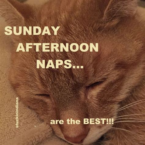 Sunday afternoon naps are the best! | Afternoon naps, Humor, Nap