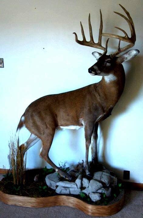 Whitetail buck mount (With images) | Deer decor, Whitetail deer, Deer mounts