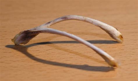 Wishbone Meaning - What is the Story Behind the Wishbone? | FARUZO