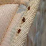 #1 Bed Bug Exterminator in Rochester NY! Control-Removal-Treatments!