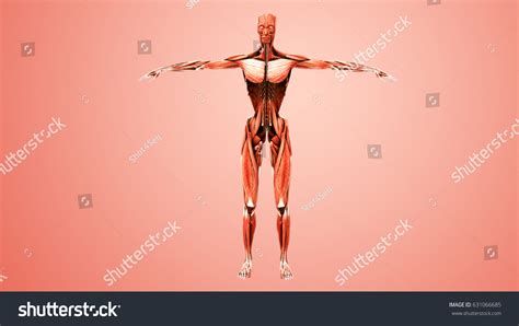 Human Muscle Anatomy 3d Illustration Stock Illustration 631066685 | Shutterstock
