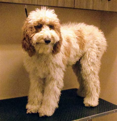 Grooming Makeovers Available Now! | Arlington Veterinary Center