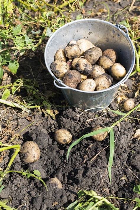 A Bucket Of Potatoes New Harvesting In The Garden Stock Image - Image of farm, countryside: 60173179