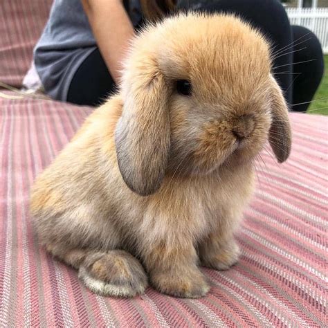 Cute Bunny : r/aww