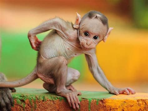 Baby Monkey | Hairless animals, Baby animals, Animals