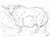 Yak From India coloring Page  Free Printable Coloring Pages sketch template