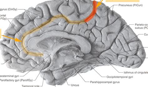 Cingulate and Marginal Sulcus - a photo on Flickriver