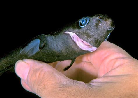 11 Smallest Shark Species in the World (Dwarf Lanternshark, Pygmy Shark) | Storyteller Travel