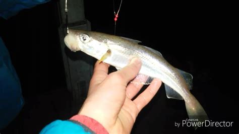 Fishing for Whiting in the Fal River: Estuary Fishing Ep1 - YouTube