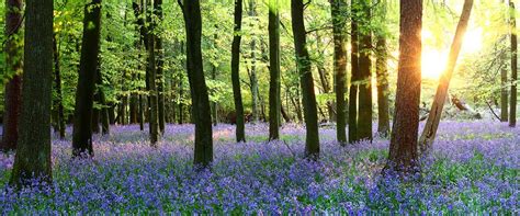 ashridge bluebells uk james appleton landscape photography | Uk landscapes, Landscape ...