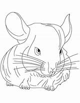 Chinchilla Coloring Page At GetColoringscom  Free Printable Colorings sketch template
