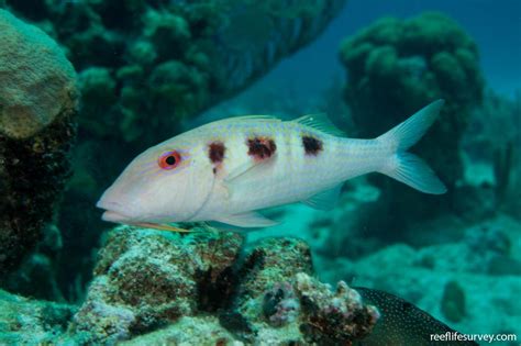 Pseudupeneus maculatus - Spotted goatfish | Reef Life Survey