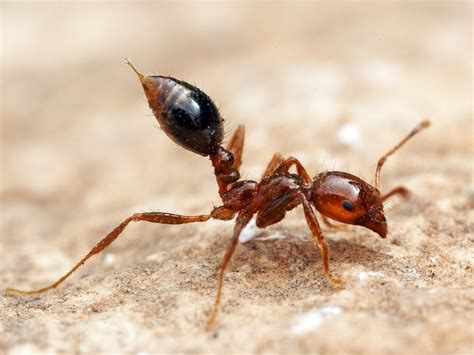 What Can You Do For Fire Ant Bites : Question Why Do Fire Ant Bites ...