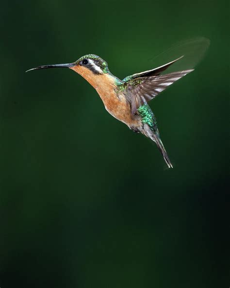 Purple-throated Mountain-gem Photograph by Jon G. Fuller - Fine Art America