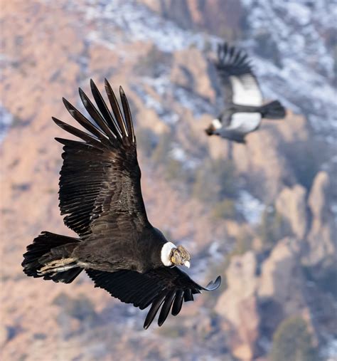 Fly without flapping? Andean condors surf air 99% of time