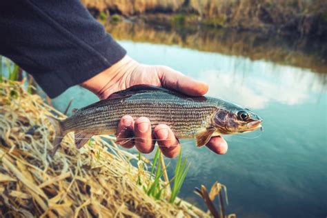 Grayling is Fly Fishing in Fresh Water Stock Photo - Image of outdoor ...