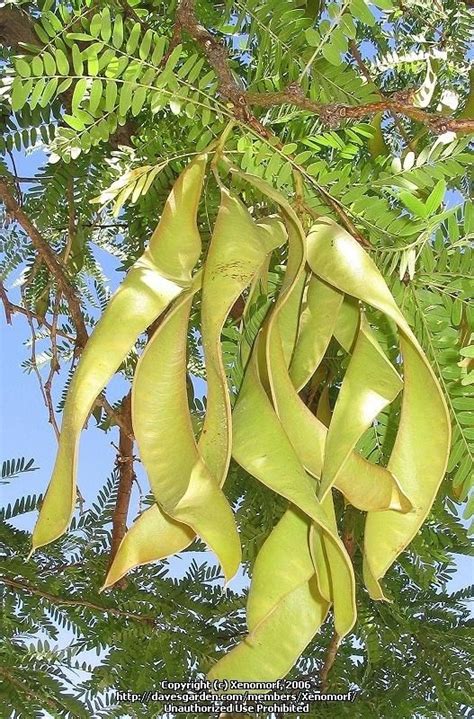 PlantFiles Pictures: Thornless Honeylocust (Gleditsia triacanthos var ...