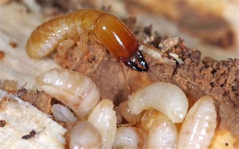 A Guide to Drywood Termite Identification and Treatment - Killum Pest ...