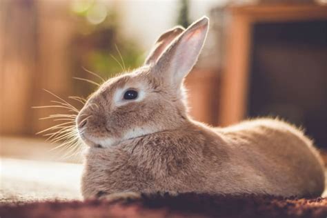 Rabbit Lifespan: How Long Do Pet Rabbits Live? | Hohenwald Vets