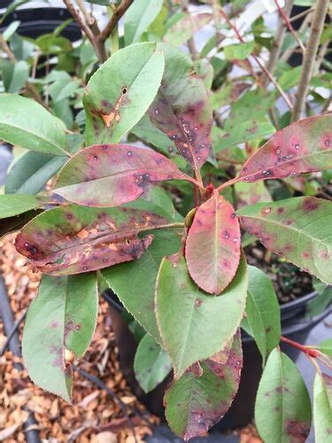 Photinia Pests and Diseases - Identifying, Treating & Preventing