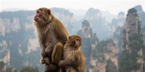 Photo: The Golden Monkeys of Zhangjiajie - China, by Alex Berger