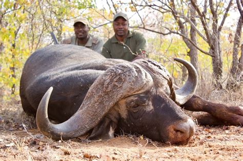 7-Day Cape Buffalo Hunt for One Hunter in Mozambique - Includes Trophy Fee